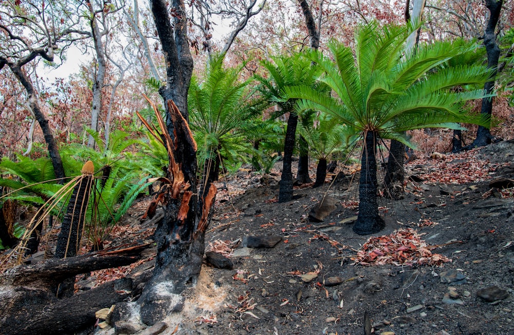 green palm tree on brown soil