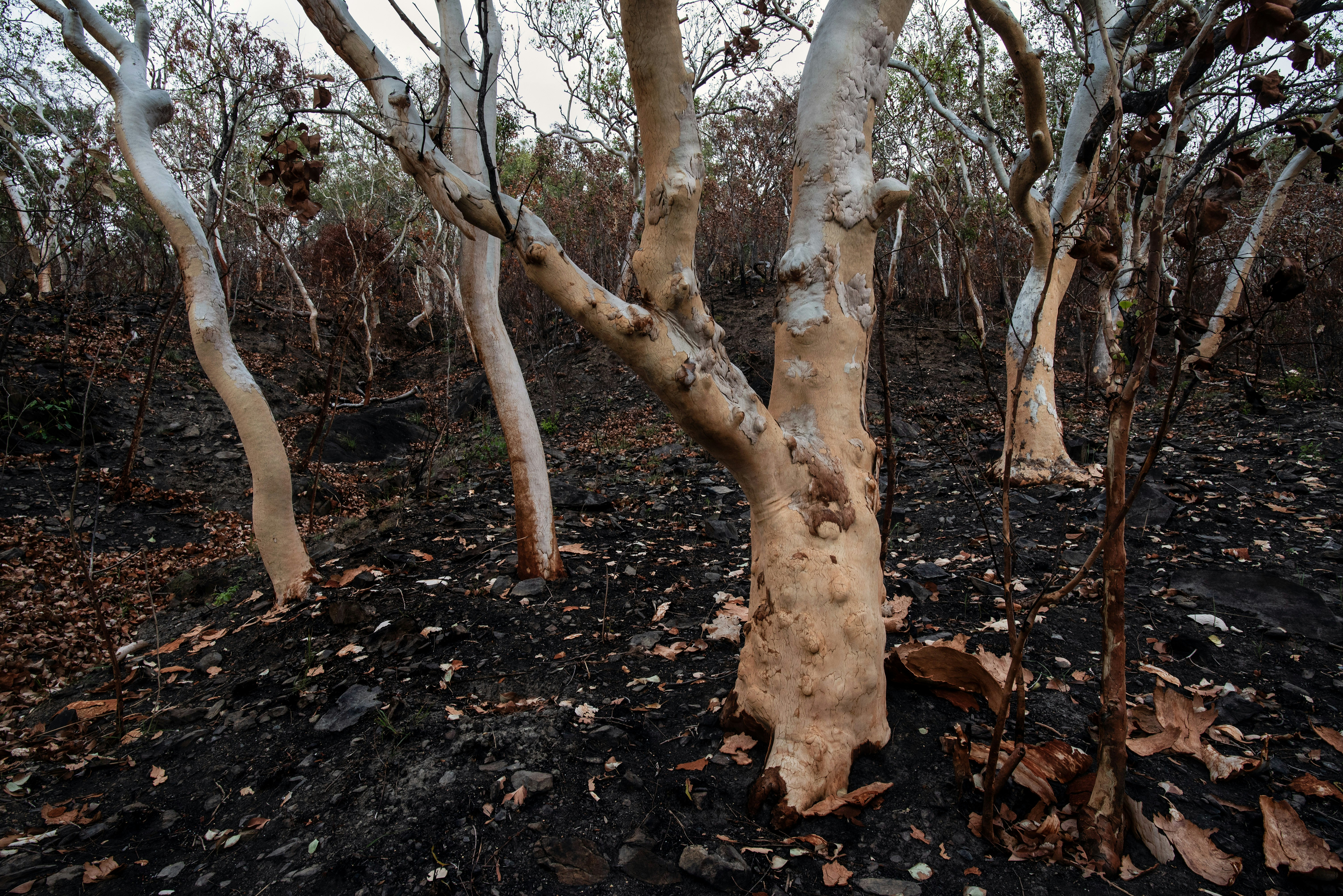 burnt forest landscape, wallpaper, Minimize Fire Impact: Protecting Ground & Ecosystems 4