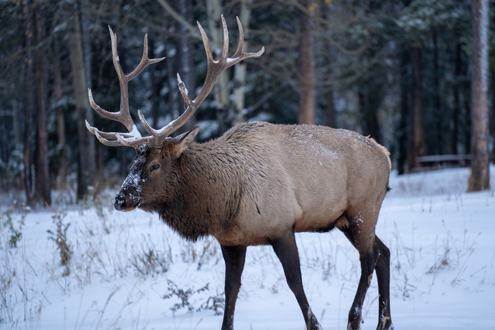 brown deer on snow covered ground during daytime