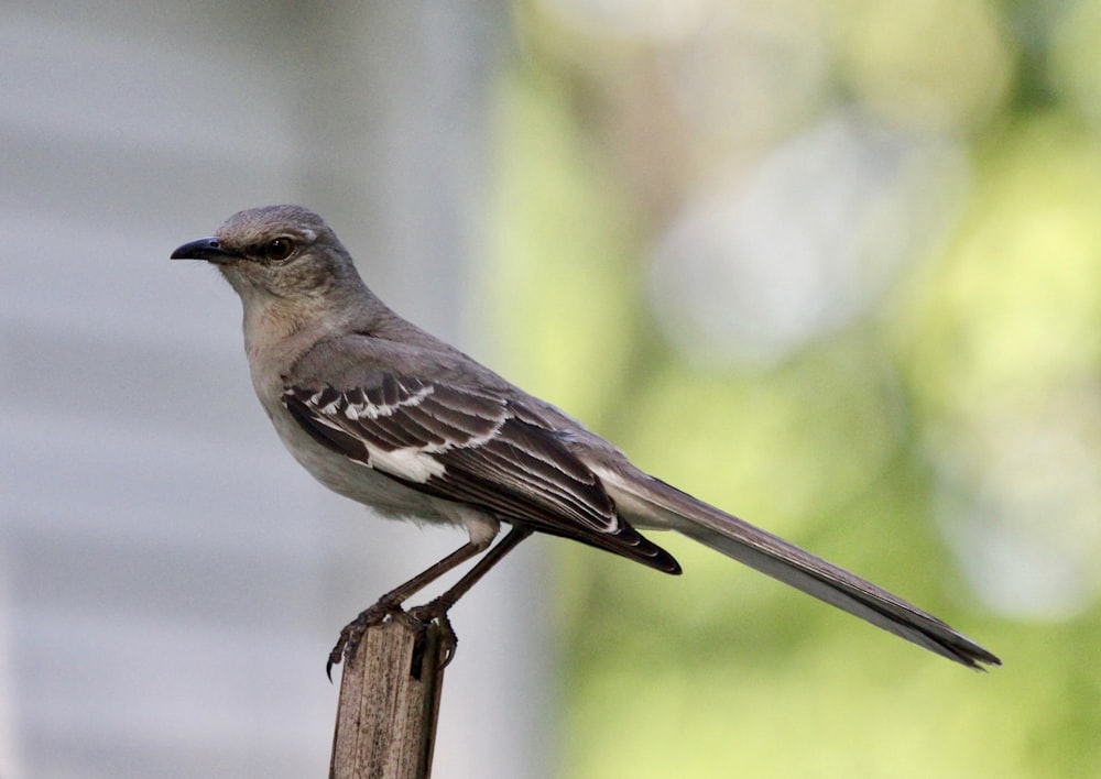 brown and white bird on brown wooden stick