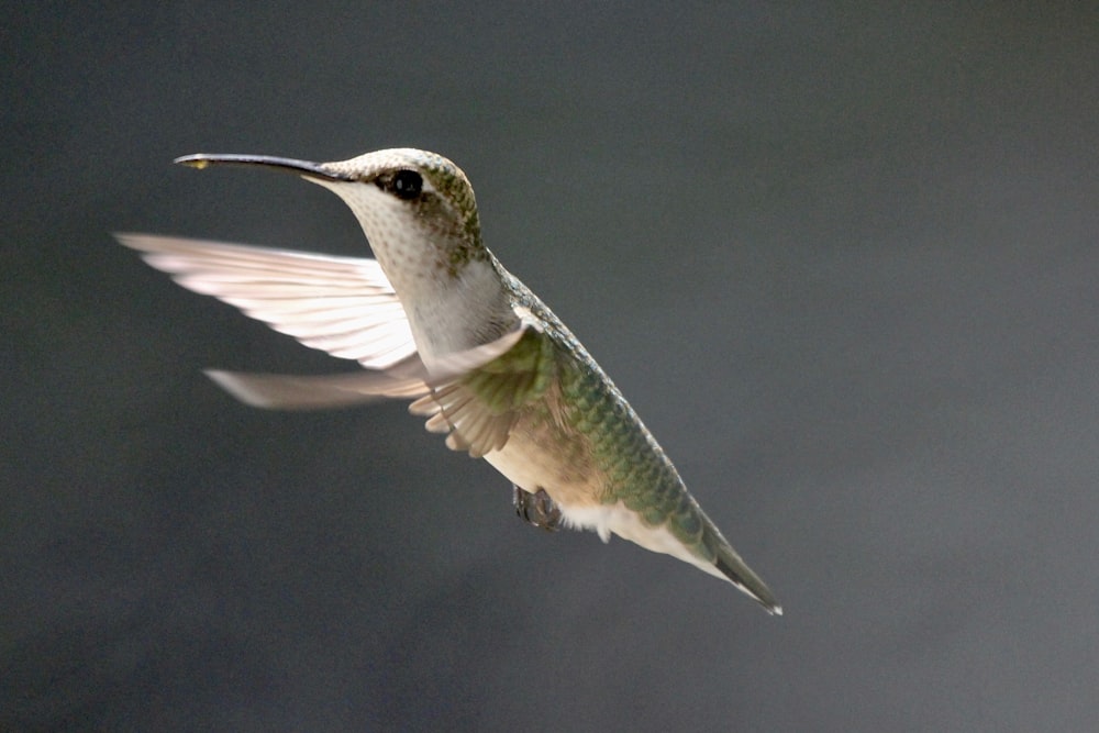 green and white humming bird flying