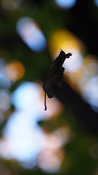 A blurred silhouette of a bat in flight against a background of soft bokeh. The light and colors blend to create a dreamy effect, with the bat's shape in sharp contrast to its surroundings.