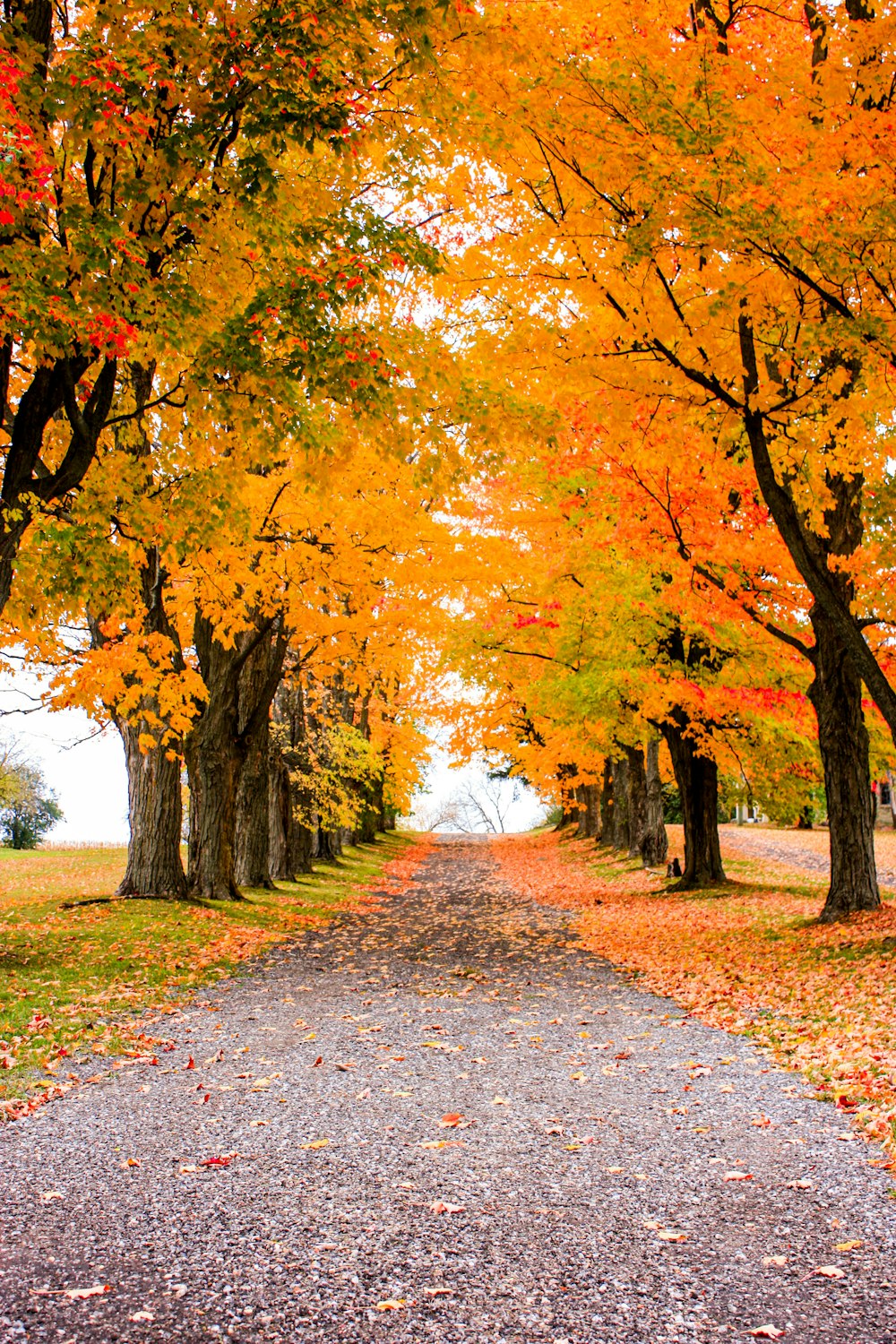 brown and yellow trees on the forest during daytime