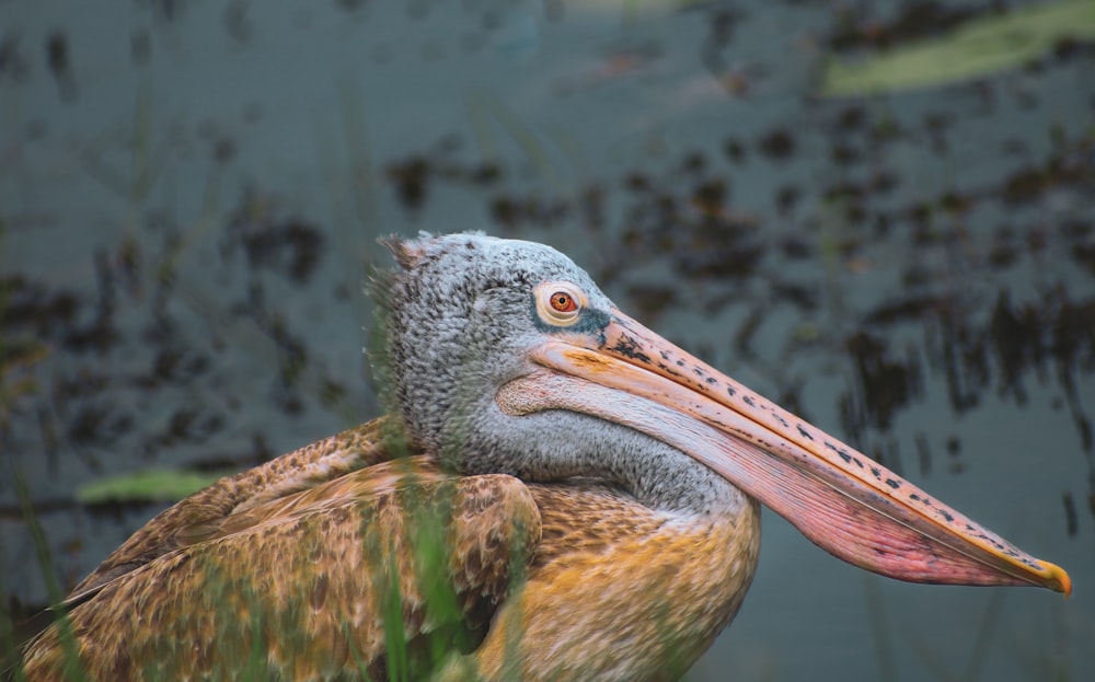 brown pelican on brown rock during daytime