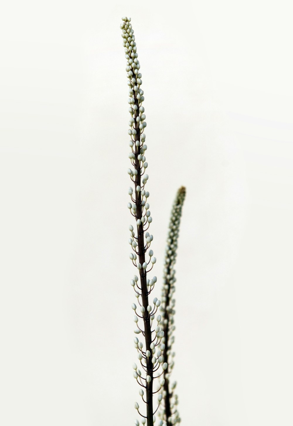 water droplets on gray plant stem