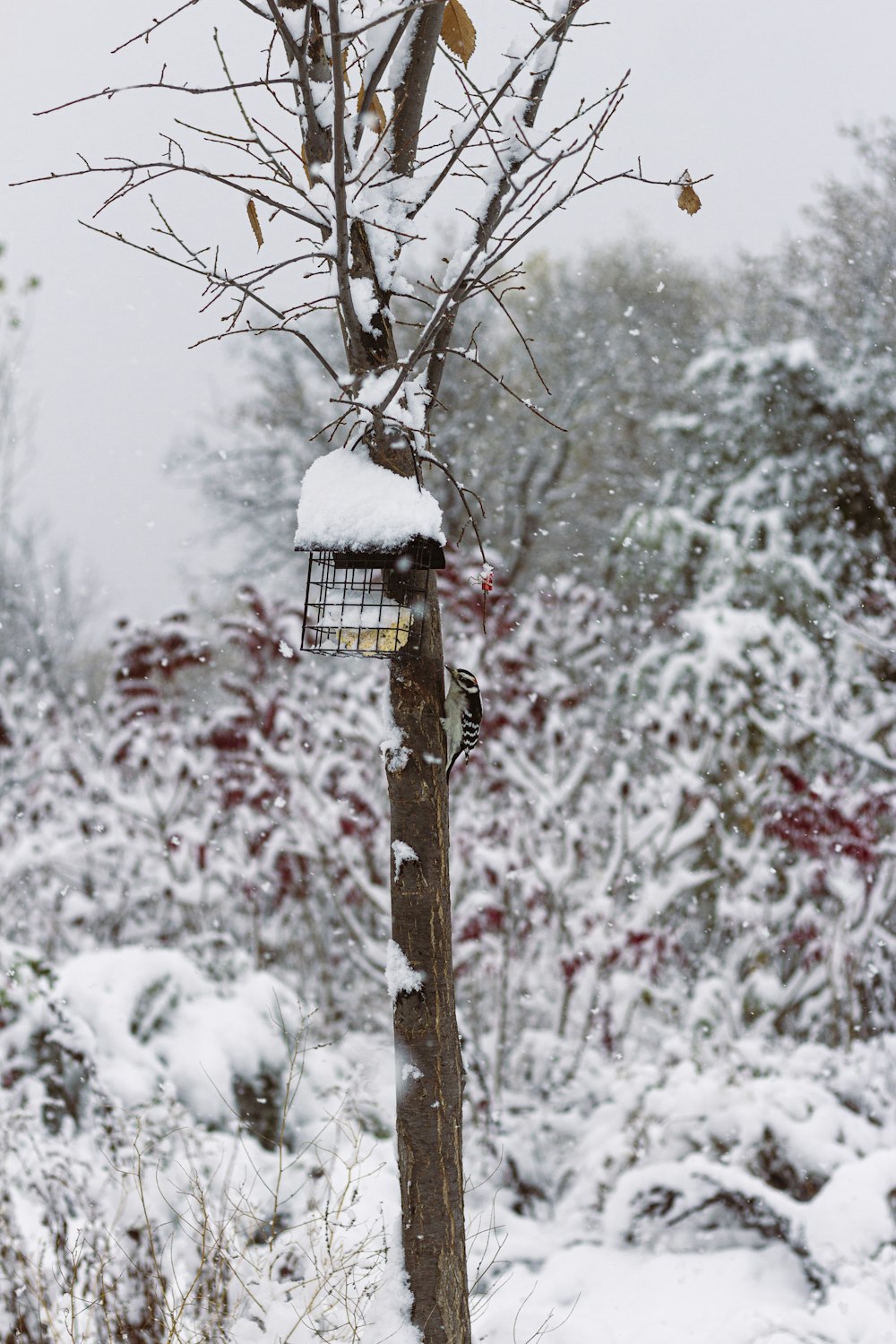 gabbia per uccelli bianca e nera sul ramo marrone dell'albero durante il giorno