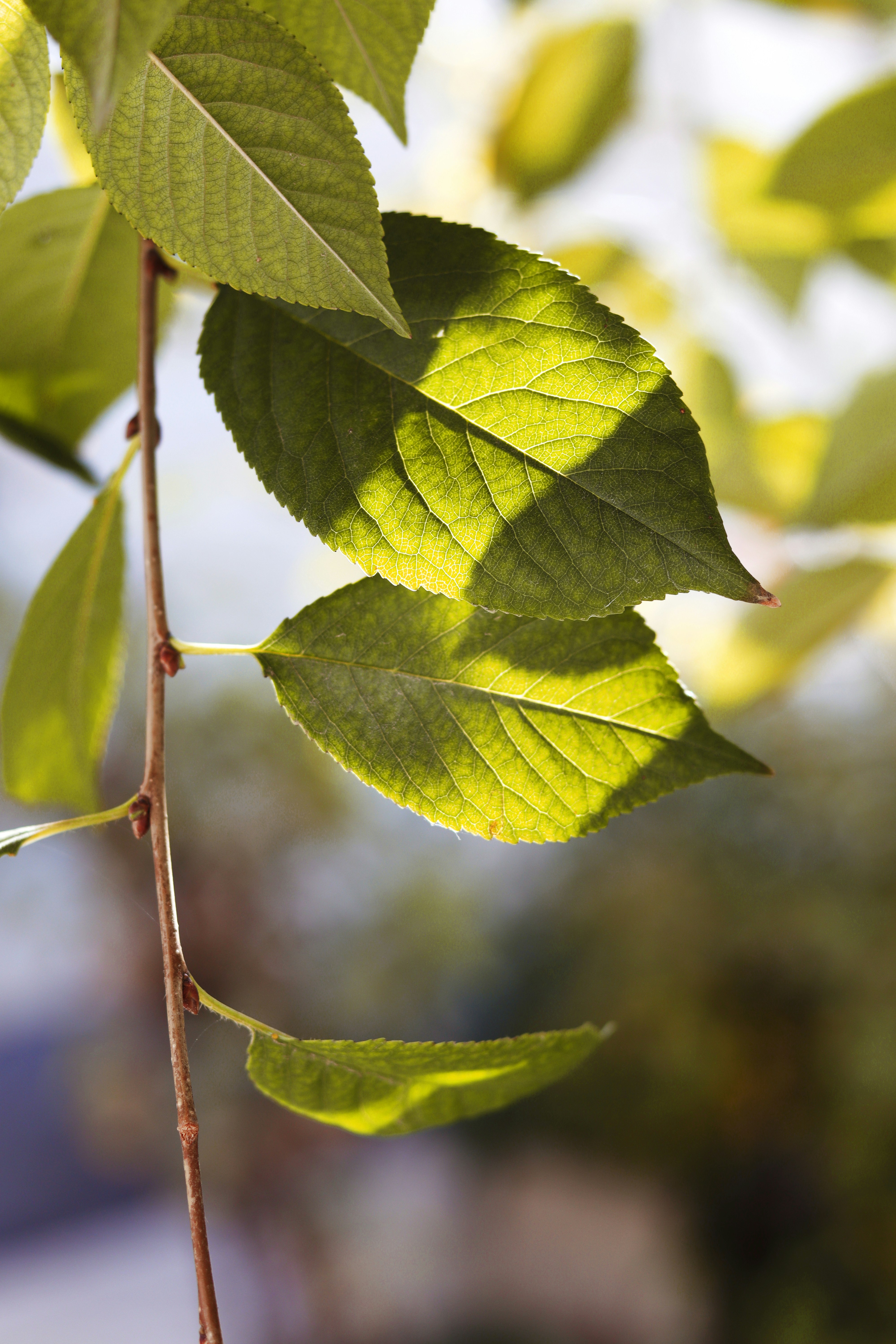 Photo by habibdadkhah