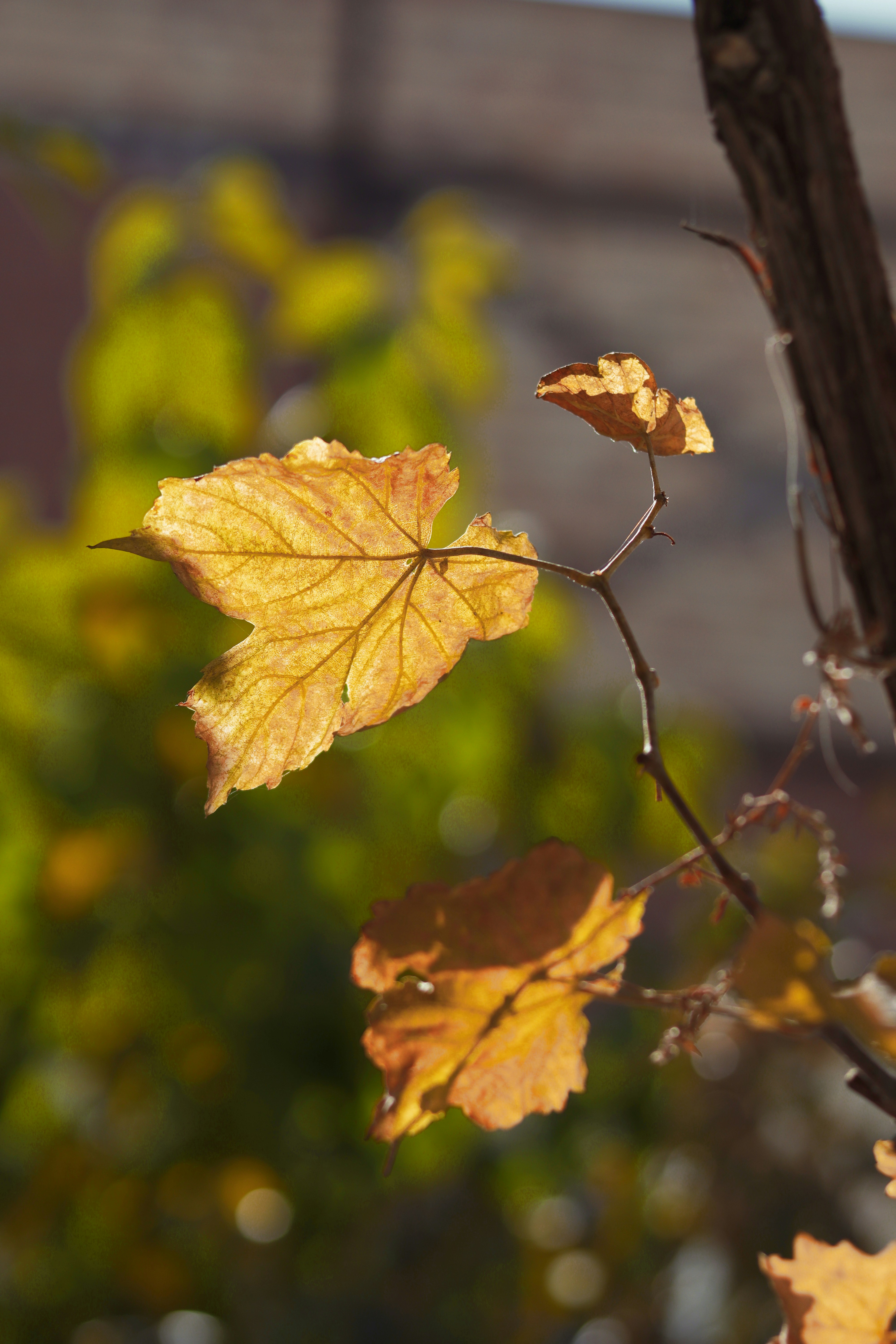 Photo by habibdadkhah