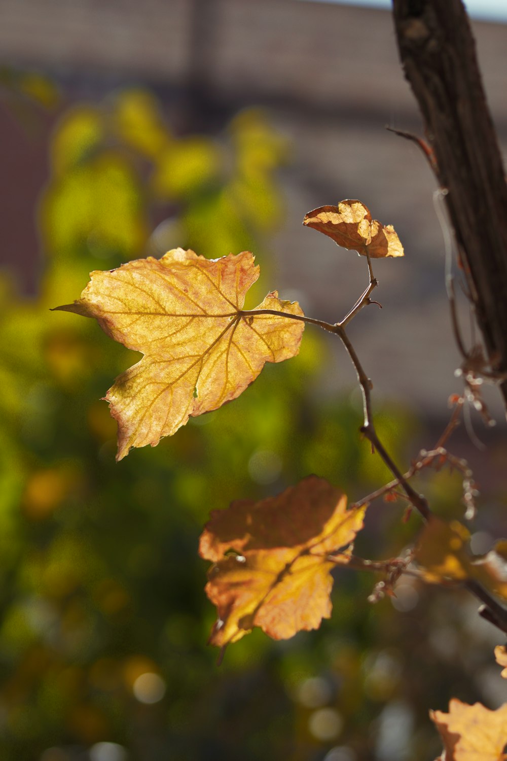 yellow maple leaf in tilt shift lens
