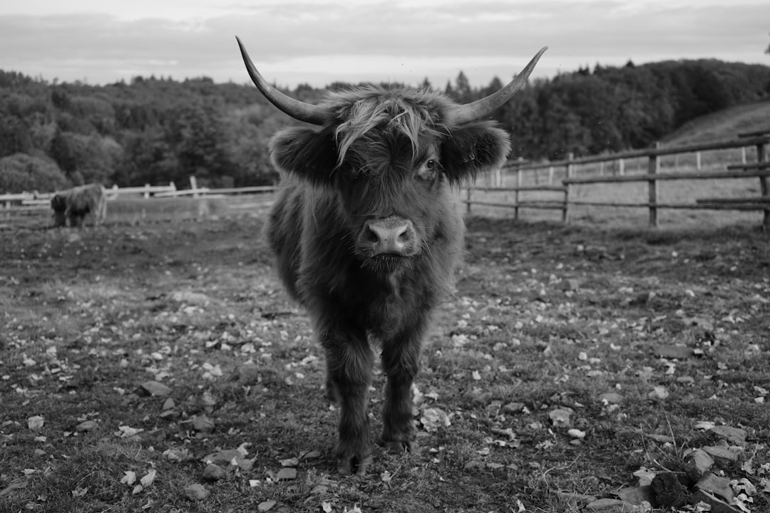 grayscale photo of cow on grass field