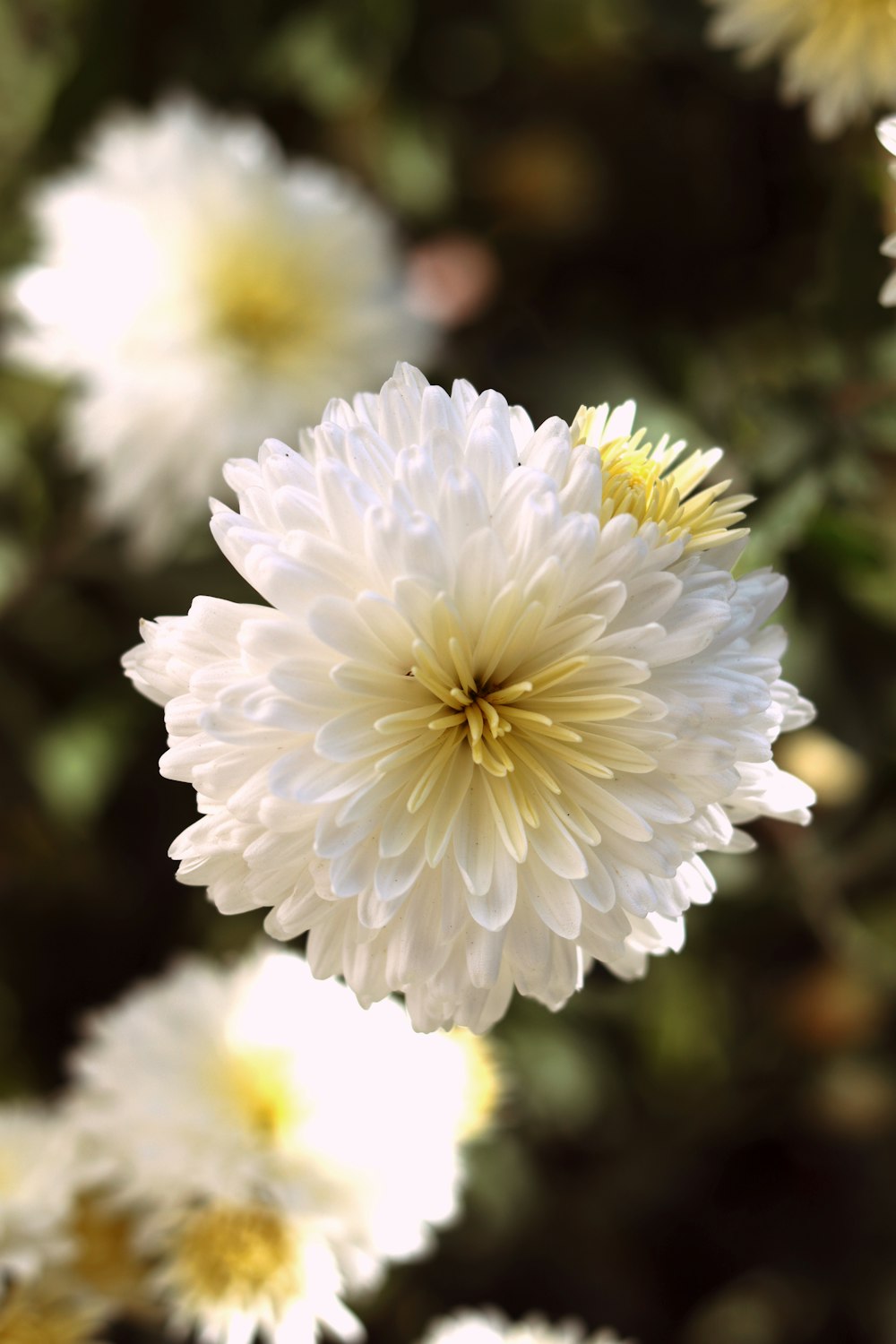 white flower in tilt shift lens