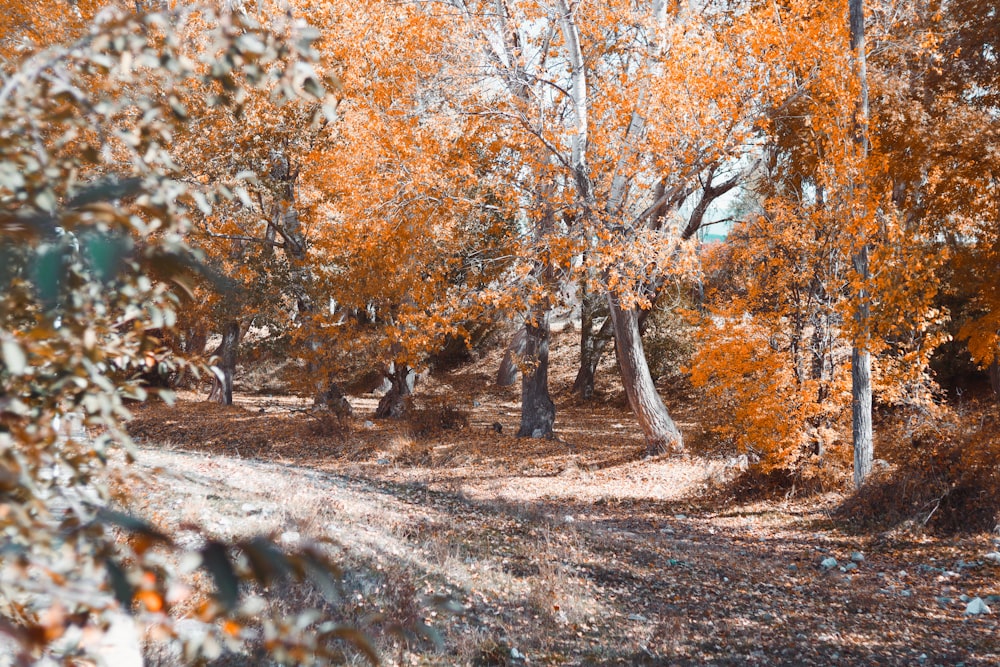 brown and yellow trees during daytime