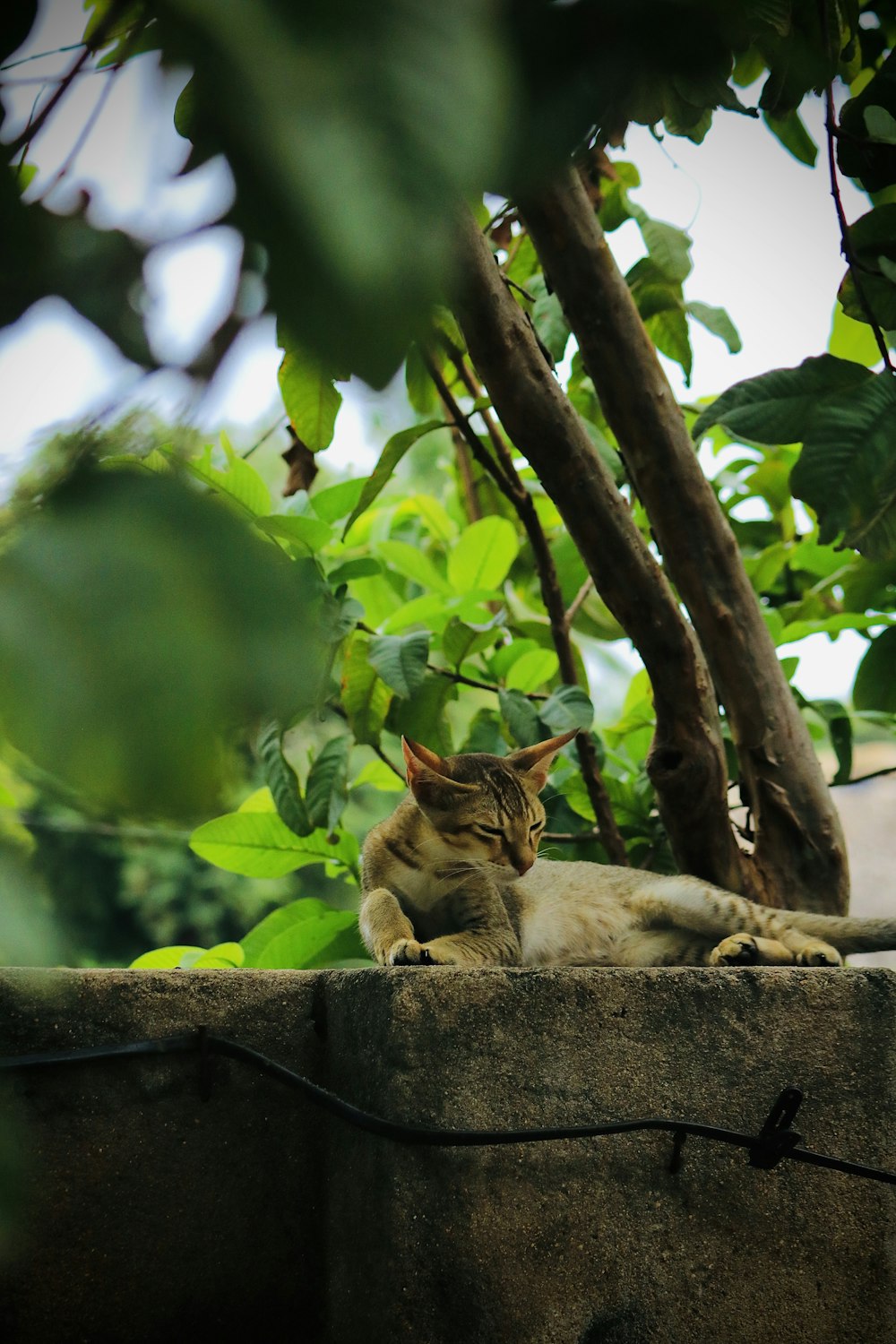 brown tabby cat on brown concrete surface