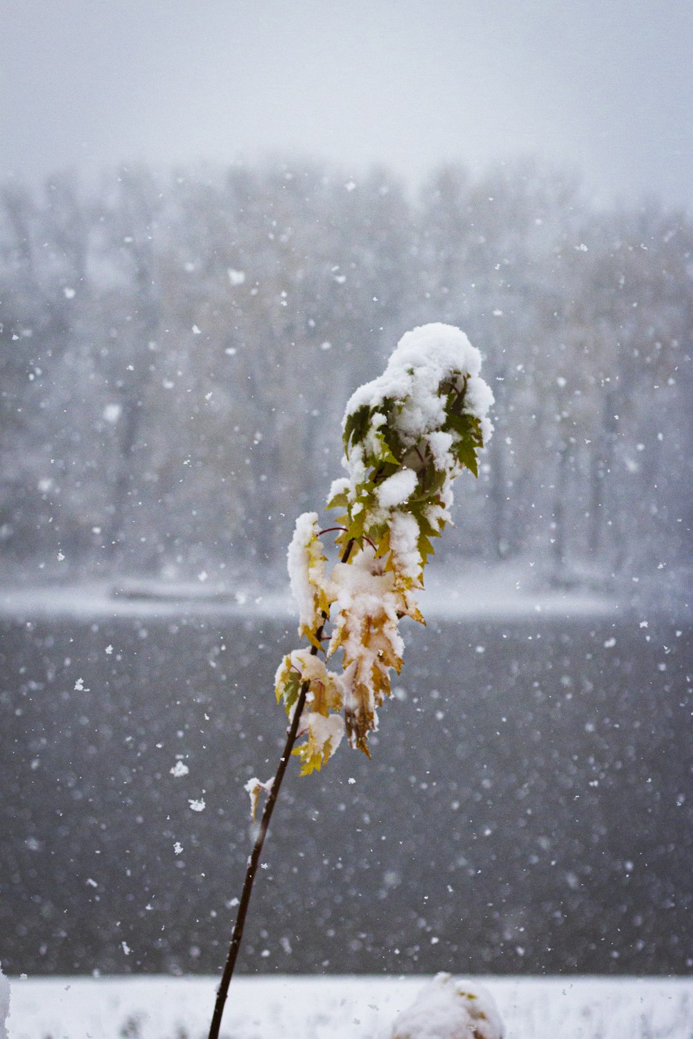 flor blanca con nieve en la parte superior