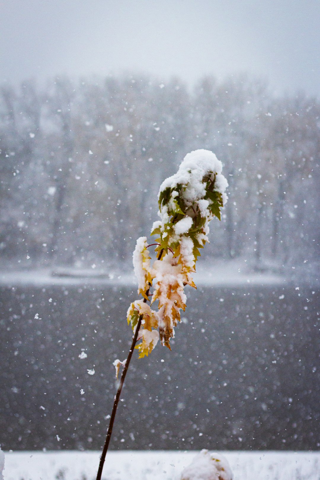 white flower with snow on top