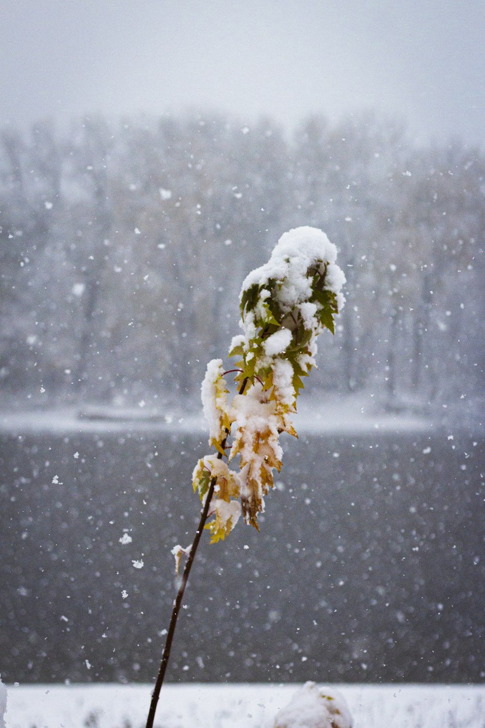 white flower with snow on top