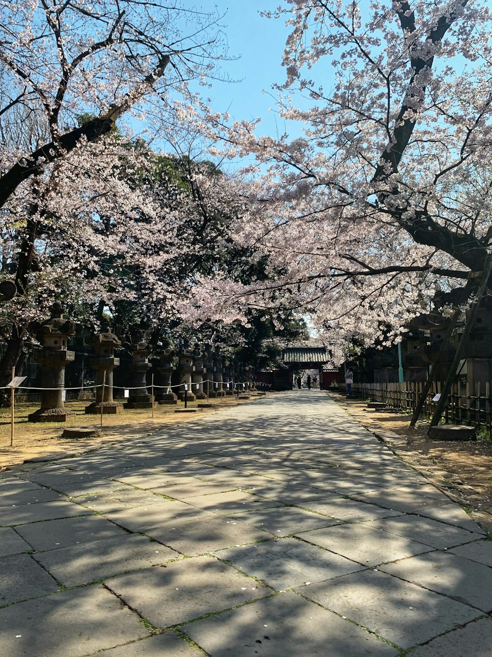 people walking on park during daytime