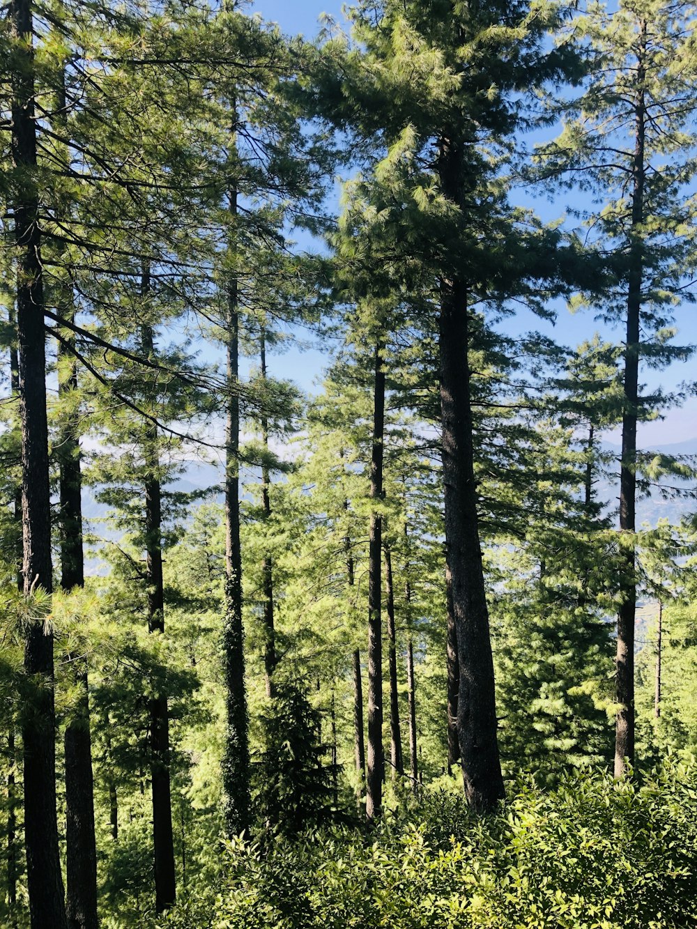 árvores verdes sob o céu azul durante o dia