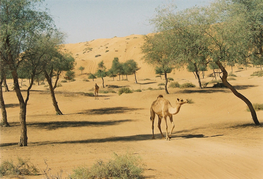 camel on desert during daytime
