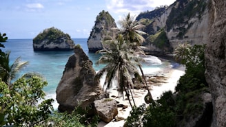 green palm tree on brown rock formation near body of water during daytime