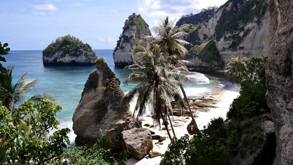 green palm tree on brown rock formation near body of water during daytime