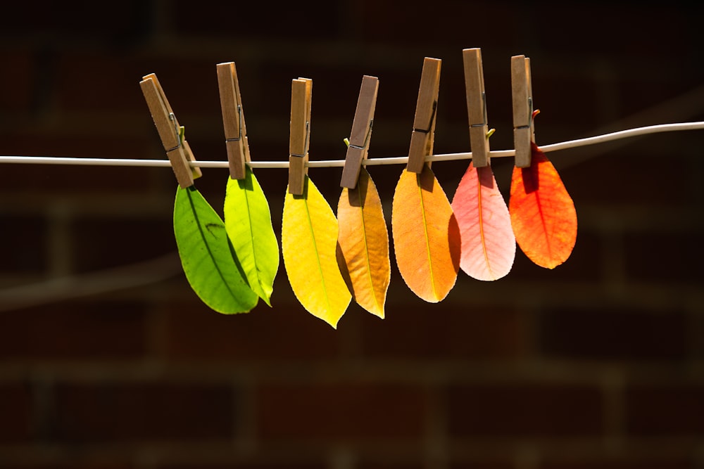 yellow and green leaves in close up photography