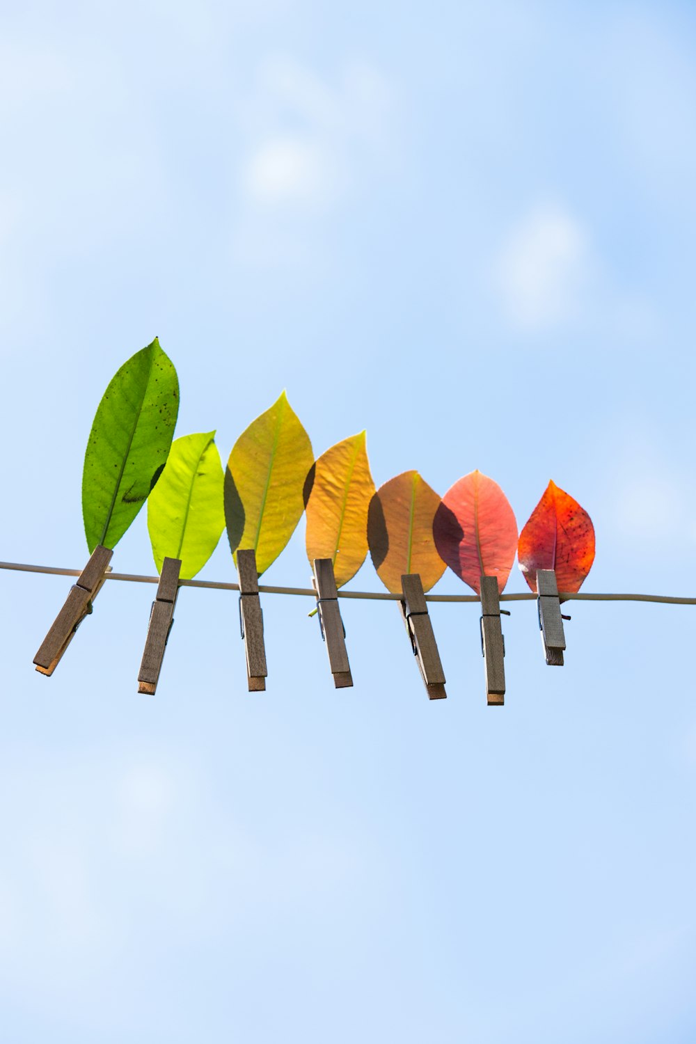 green and orange leaves on brown wooden stick