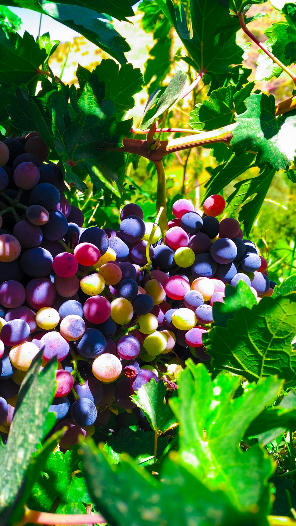purple and green round fruits
