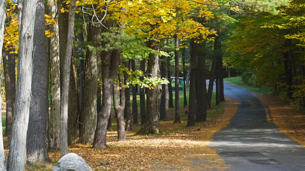 alberi verdi e gialli lungo la strada durante il giorno