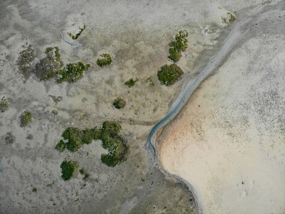 aerial view of green trees on white sand beach