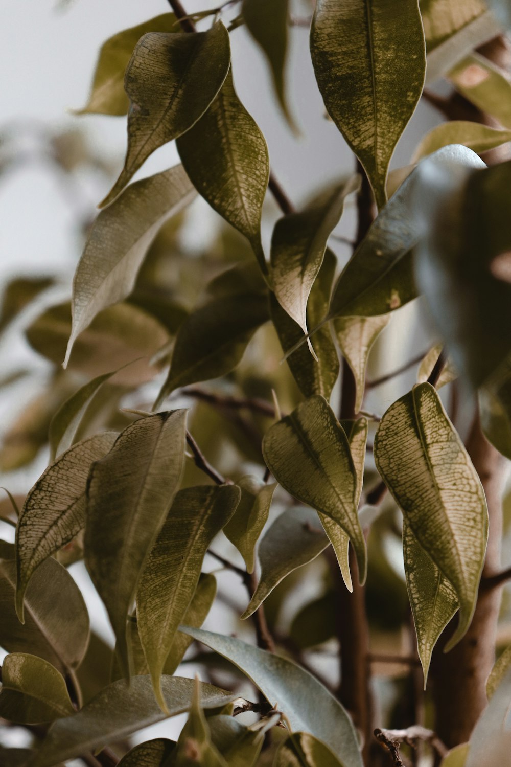 green leaves in tilt shift lens