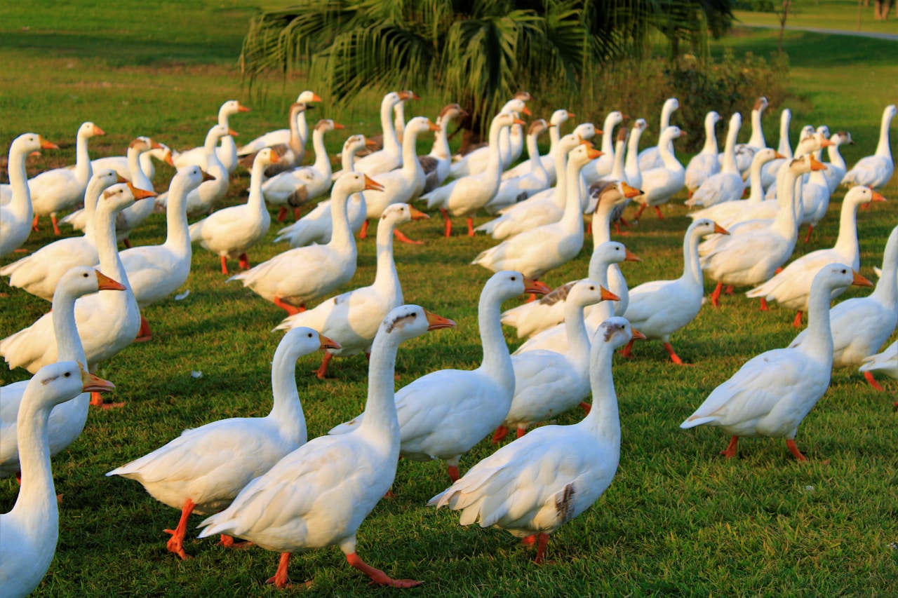 flock of white geese on green grass during daytime