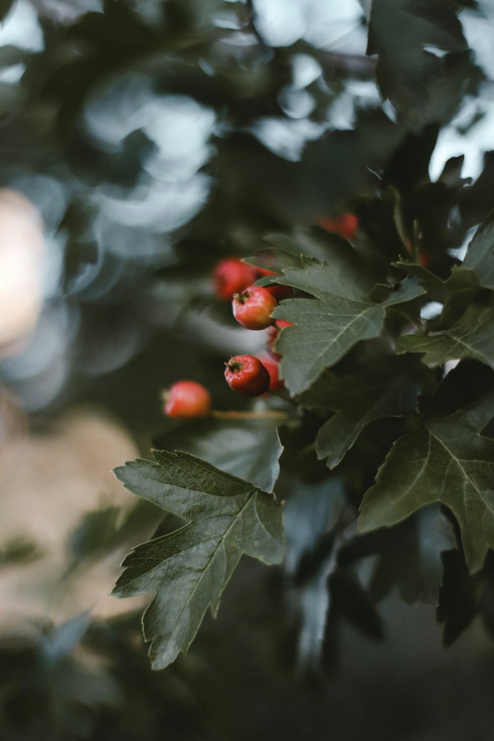 red round fruit on green leaves