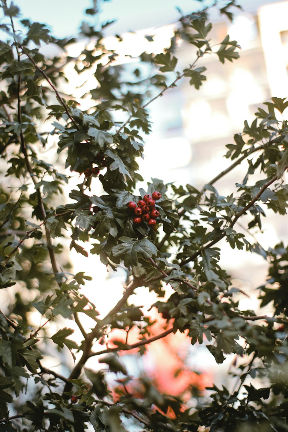 white and red flowers in tilt shift lens