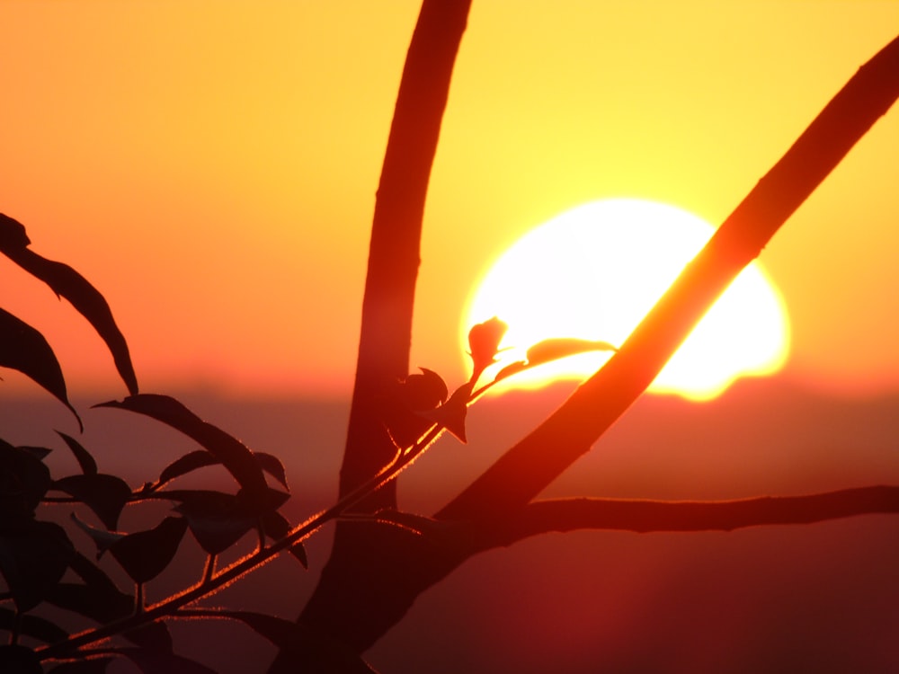 silhueta da planta durante o pôr do sol