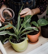 A person is pouring water into a potted plant. The plants are placed on a wooden surface and the person is wearing a denim garment with a floral pattern. There are three different plants in pots: one in a green pot, one in an orange terracotta pot, and one in a black pot.