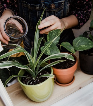 A person is pouring water into a potted plant. The plants are placed on a wooden surface and the person is wearing a denim garment with a floral pattern. There are three different plants in pots: one in a green pot, one in an orange terracotta pot, and one in a black pot.