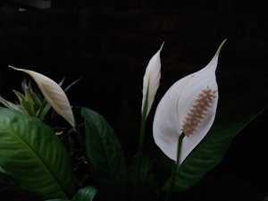 Peace Lily Plant
