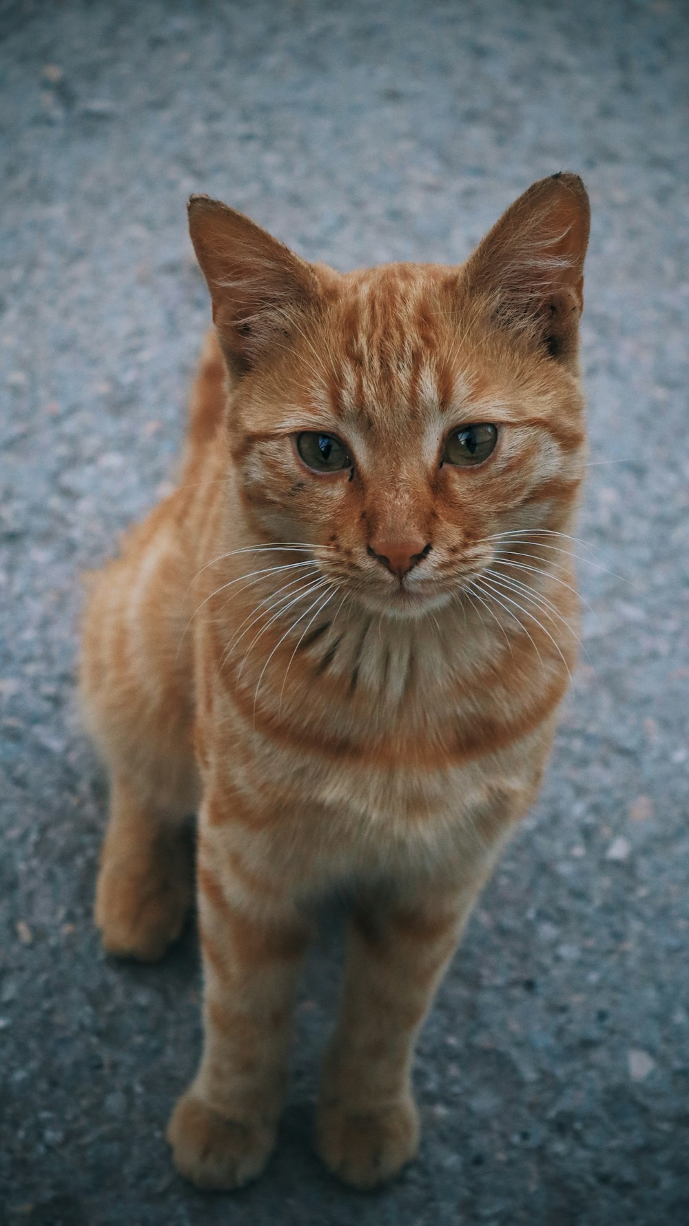 灰色のコンクリートの床にオレンジ色のぶち猫