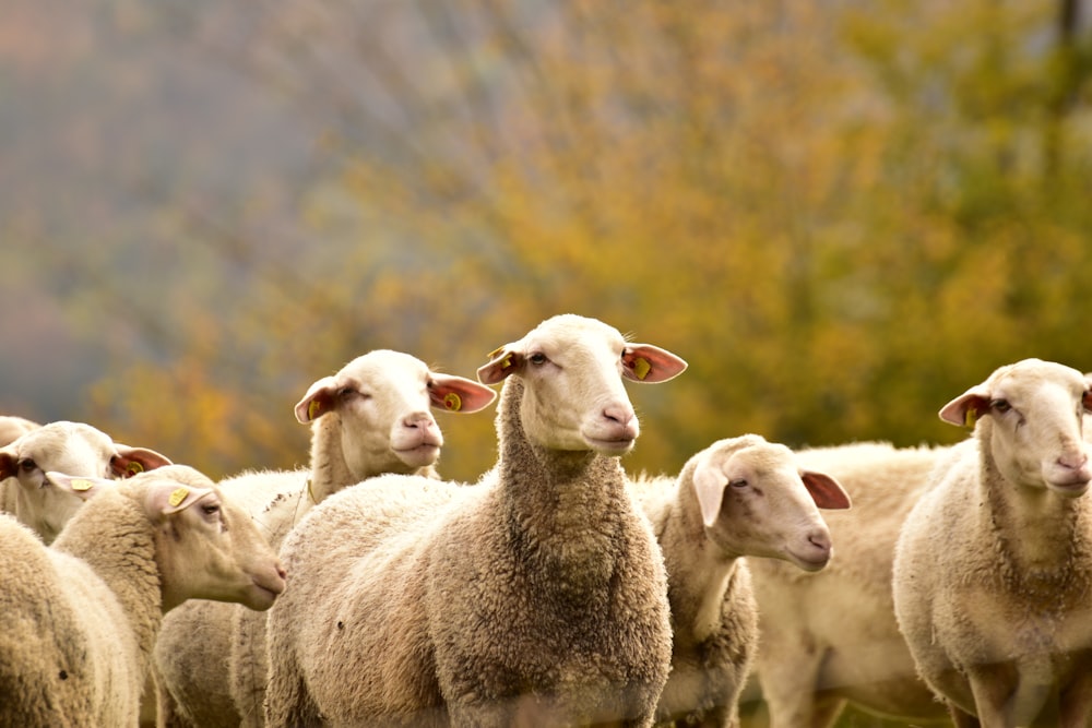 white sheep on green grass during daytime