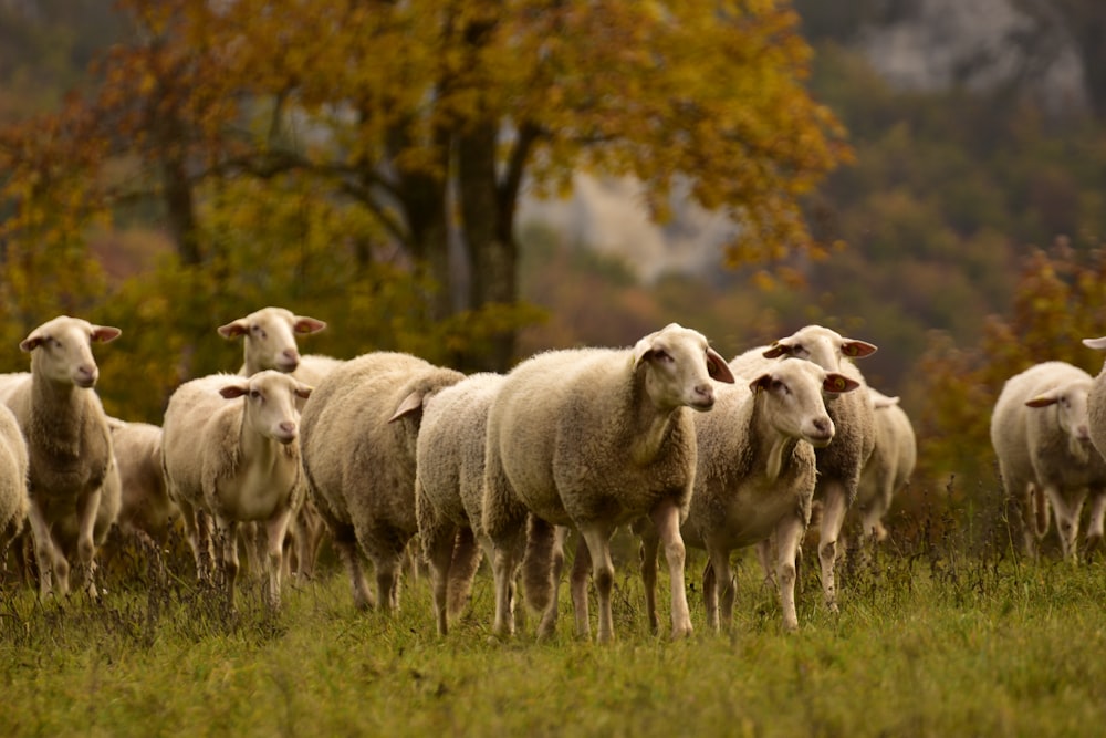 mandria di pecore sul campo di erba verde durante il giorno