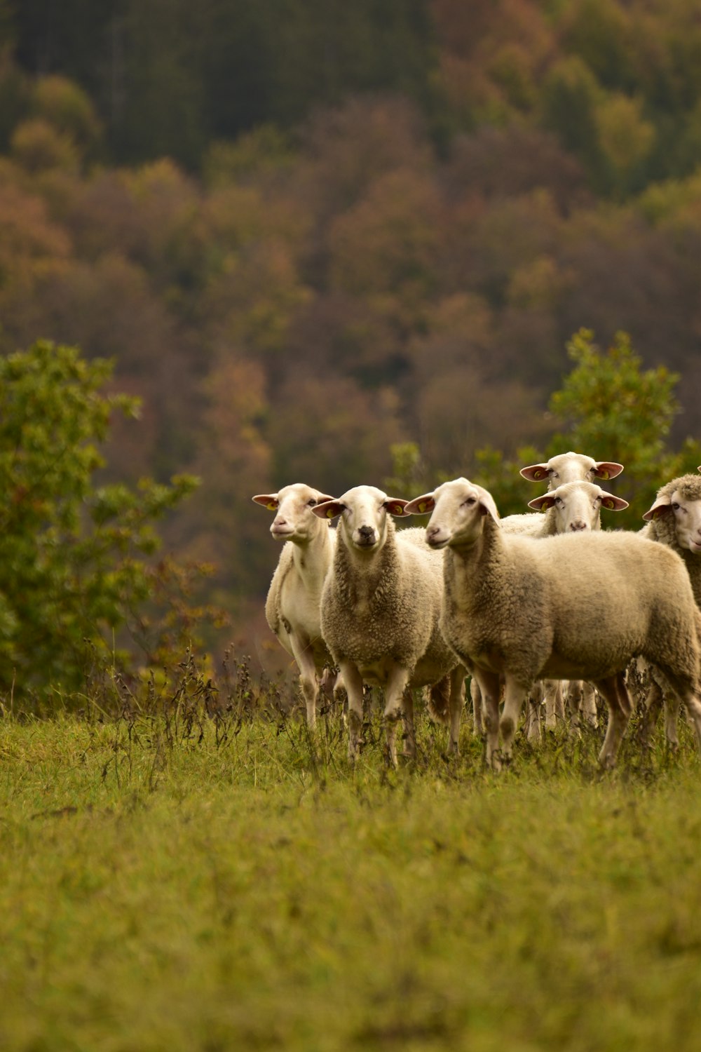 herd of sheep on green grass field during daytime