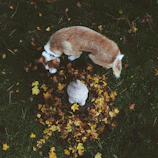 Two small terriers sniffing around colorful autumn leaves in a quiet park.