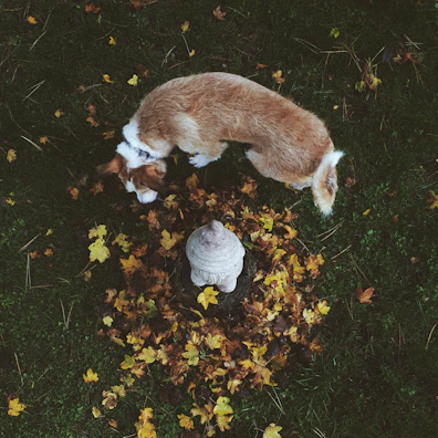 Two small terriers sniffing around colorful autumn leaves in a quiet park.