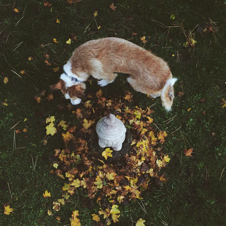 A curious beagle sniffing around colorful autumn leaves on a crisp day.