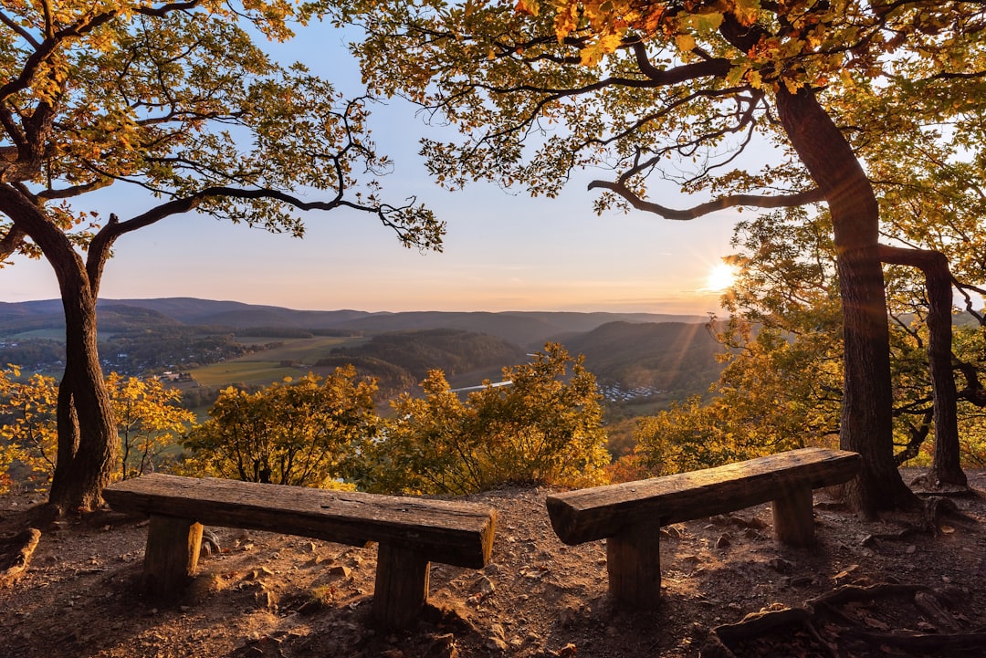 brown wooden bench on top of the hill