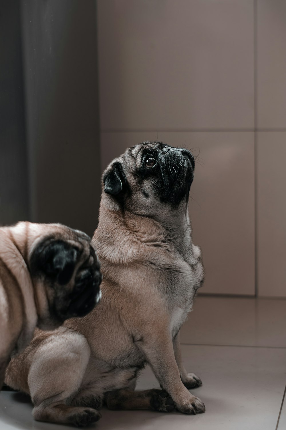 fawn pug on white floor tiles