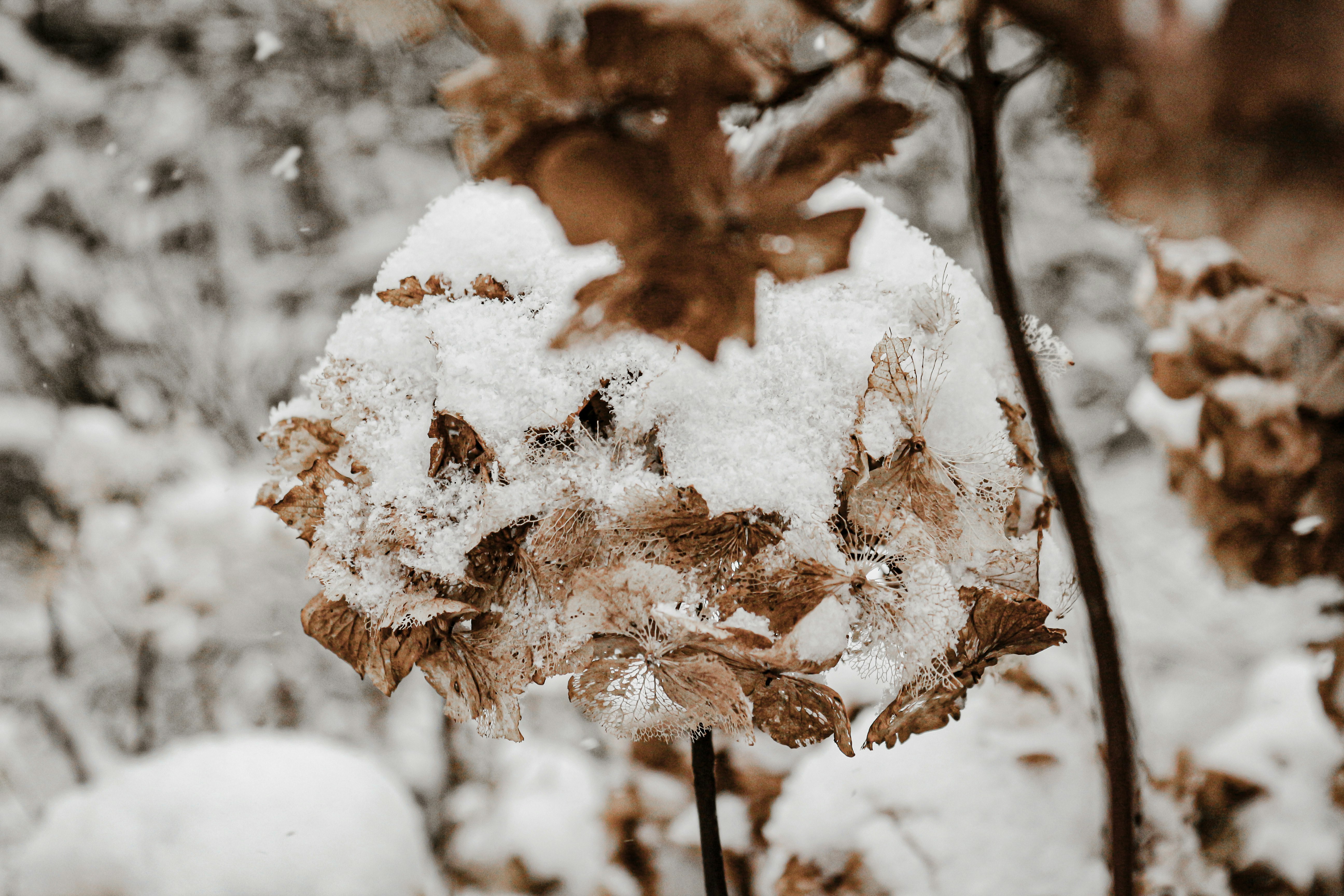 brown leaves covered with snow