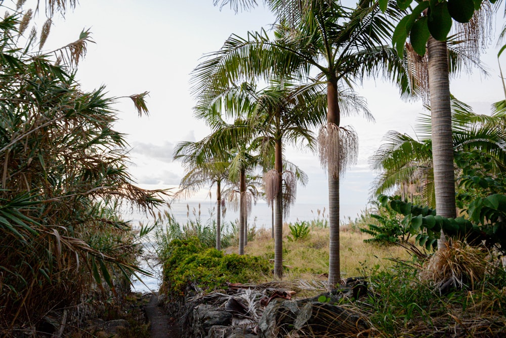 green palm trees near body of water during daytime