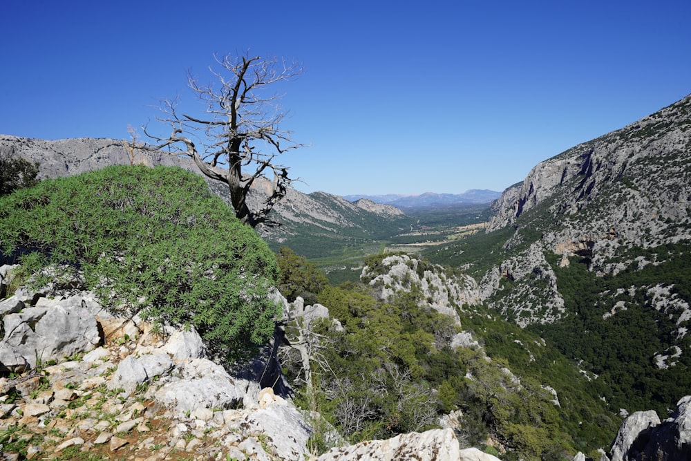 green trees on rocky mountain under blue sky during daytime